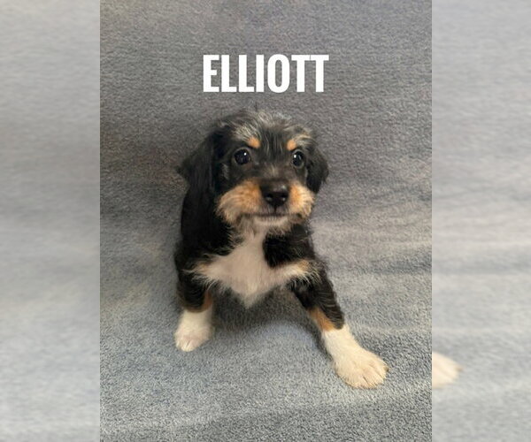 Medium Photo #1 Chiranian Puppy For Sale in Bellevue, WA, USA