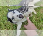 Small #1 Siberian Husky