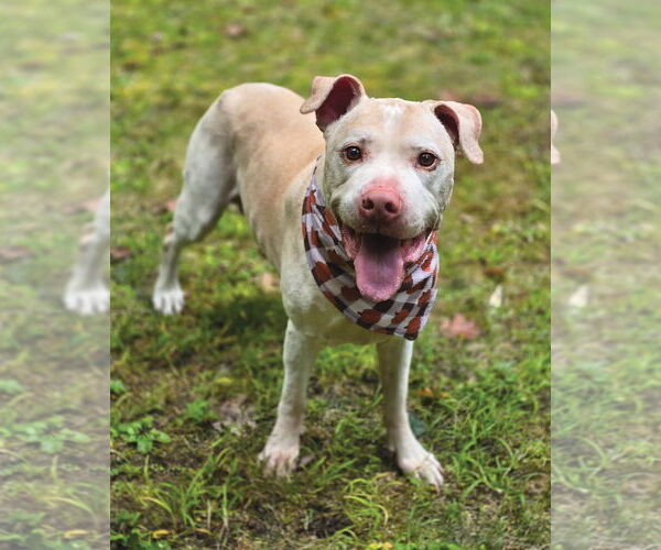 Medium Photo #1 American Pit Bull Terrier Puppy For Sale in Westminster, MA, USA