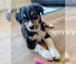 Small Photo #7 Australian Shepherd Puppy For Sale in PAMPLIN, VA, USA