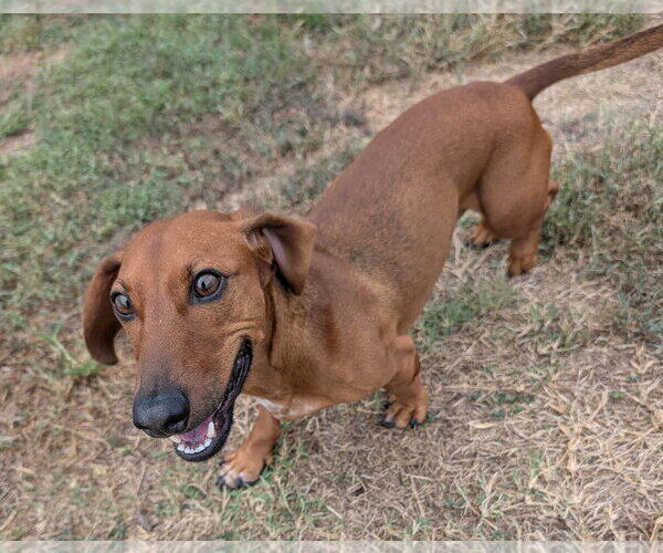 Medium Photo #6 Dachshund Puppy For Sale in Shelbyville, TN, USA