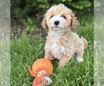 Small #3 Bichpoo