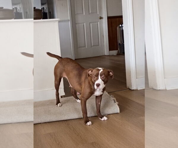 Medium Photo #1 Mutt Puppy For Sale in Holly Springs, NC, USA