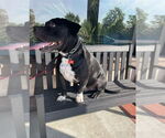 Small #14 American Staffordshire Terrier Mix