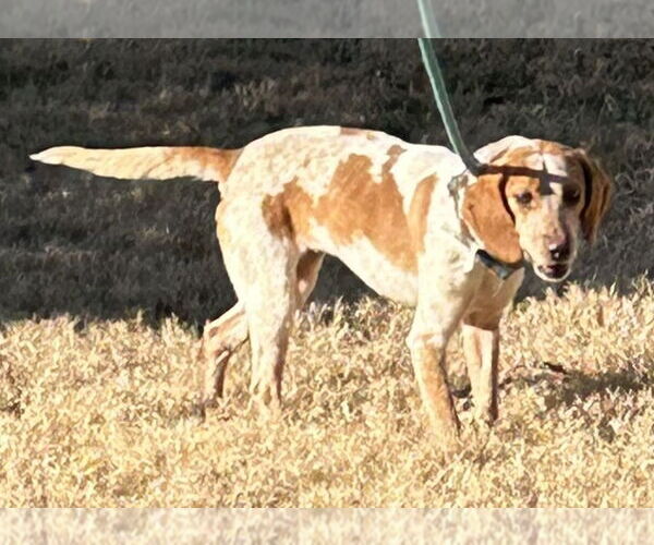 Medium Photo #3 Beagle Puppy For Sale in Glen Allen, VA, USA