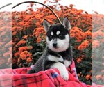 Small #2 Bluetick Coonhound-Siberian Husky Mix