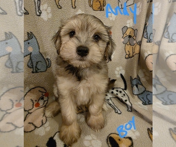 Medium Photo #2 Chizer Puppy For Sale in MONTEZUMA, GA, USA