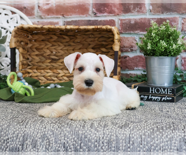 Medium Photo #15 Schnauzer (Miniature) Puppy For Sale in SYRACUSE, IN, USA