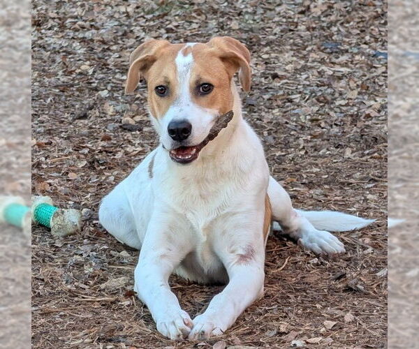 Medium Photo #2 Aussie Pyrenees Puppy For Sale in Plano, TX, USA