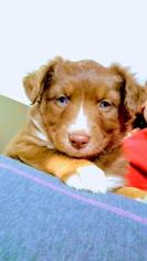 Australian Shepherd Puppy for sale in CAMDEN, OH, USA
