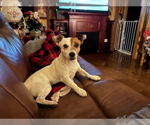 Father of the Jack Russell Terrier puppies born on 07/15/2026