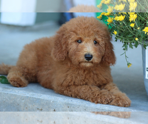 Goldendoodle (Miniature) Puppy for sale in ITASCA, TX, USA