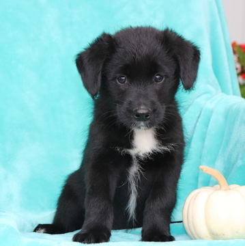Medium Photo #1 Akita-Poodle (Miniature) Mix Puppy For Sale in GAP, PA, USA