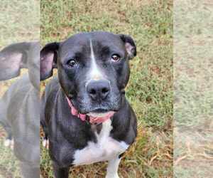 Mutt Dogs for adoption in Woodbury, NY, USA