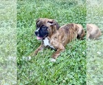 Small Photo #2 Boxer Puppy For Sale in GREENFIELD, IN, USA