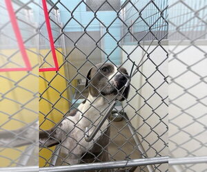 Mutt Dogs for adoption in Temple, TX, USA