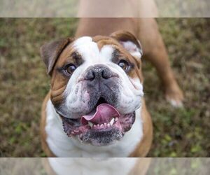 English Bulldogge Puppy for sale in FORT CAMPBELL, KY, USA