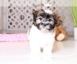 Small Photo #1 Havanese Puppy For Sale in MOUNT VERNON, OH, USA