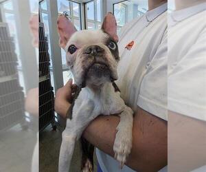 Boston Terrier-Unknown Mix Dogs for adoption in San Antonio, TX, USA