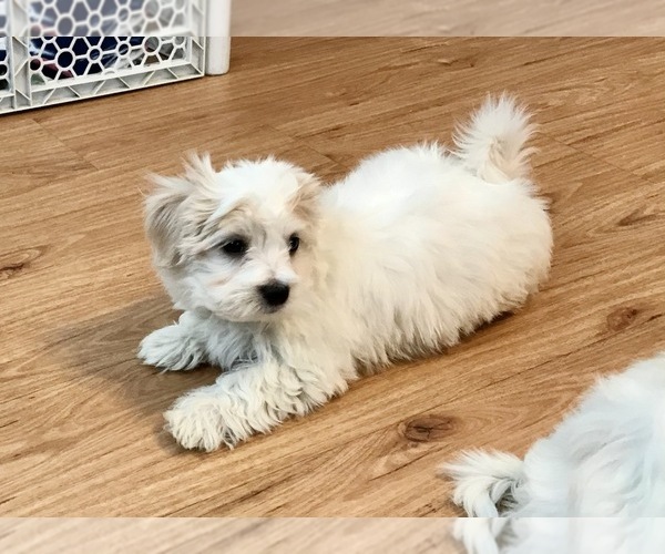 Medium Photo #17 Maltese Puppy For Sale in WOODSTOCK, CT, USA