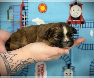 Mal-Shi Puppy for sale in WINNSBORO, LA, USA