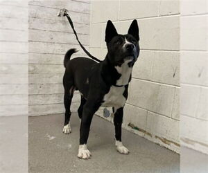 Shollie Dogs for adoption in San Bernardino, CA, USA
