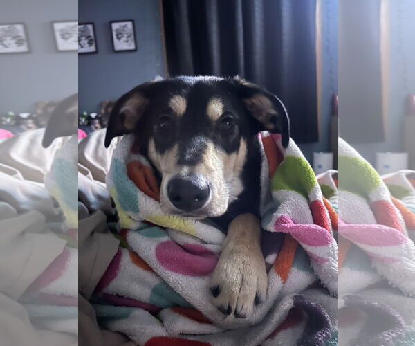 Medium Photo #2 Australian Kelpie-German Shepherd Dog Mix Puppy For Sale in Princeton, MN, USA