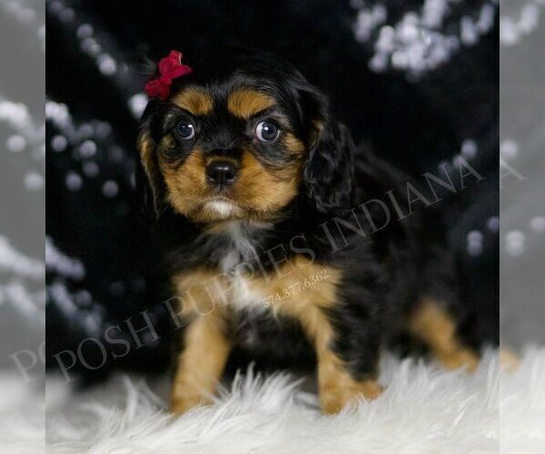 Medium Photo #2 Cavalier King Charles Spaniel Puppy For Sale in WARSAW, IN, USA