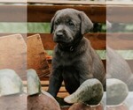 Puppy Blitz Labrador Retriever