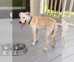 Small #1 Labrador Retriever Mix