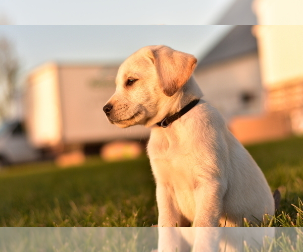 Medium Photo #3 Labrador Retriever Puppy For Sale in KALONA, IA, USA