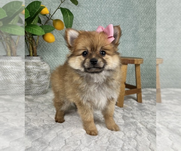 Medium Photo #5 Pomeranian Puppy For Sale in FRANKLIN, IN, USA