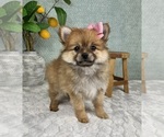 Small #4 Pomeranian