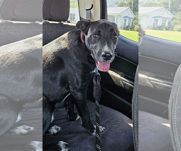 Medium Photo #12 Labrador Retriever-Unknown Mix Puppy For Sale in Corinth, MS, USA