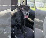 Small #11 Labrador Retriever Mix