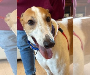 Greyhound Dogs for adoption in Cherry Hill, NJ, USA