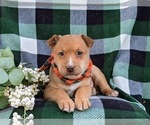 Small Photo #6 American Bulldog-Border Collie Mix Puppy For Sale in LINCOLN UNIVERSITY, PA, USA