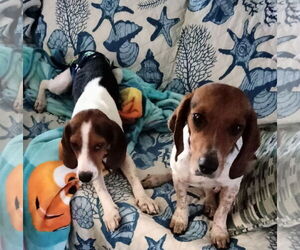 Beagle Dogs for adoption in Tampa, FL, USA