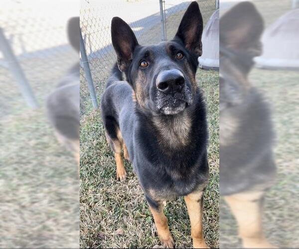 Medium Photo #2 German Shepherd Dog-Unknown Mix Puppy For Sale in Rosenberg, TX, USA