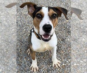 Beagle-Unknown Mix Dogs for adoption in Augusta, GA, USA