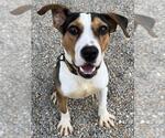 Small Beagle Mix