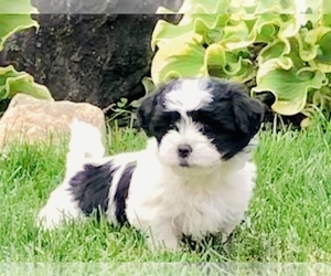 Zuchon Puppy for sale in ORLAND PARK, IL, USA