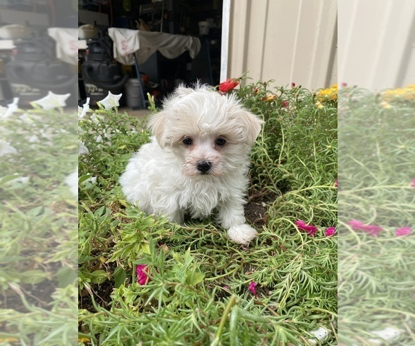Medium Photo #2 Maltese Puppy For Sale in FREDONIA, KS, USA