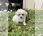 Small #1 Maltese