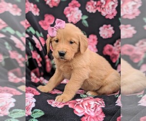 Golden Retriever Puppy for sale in NARVON, PA, USA