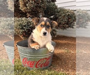 Pembroke Welsh Corgi Puppy for sale in MIDDLEBURY, IN, USA