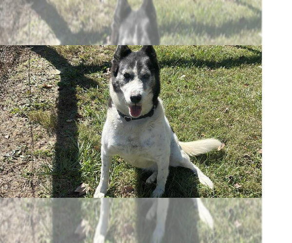 Medium Photo #5 Border-Aussie Puppy For Sale in Osgood, IN, USA