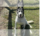 Small #4 Border-Aussie