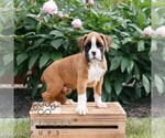 Small #2 Boxer