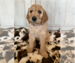 Small Photo #4 Goldendoodle Puppy For Sale in PORTERVILLE, CA, USA